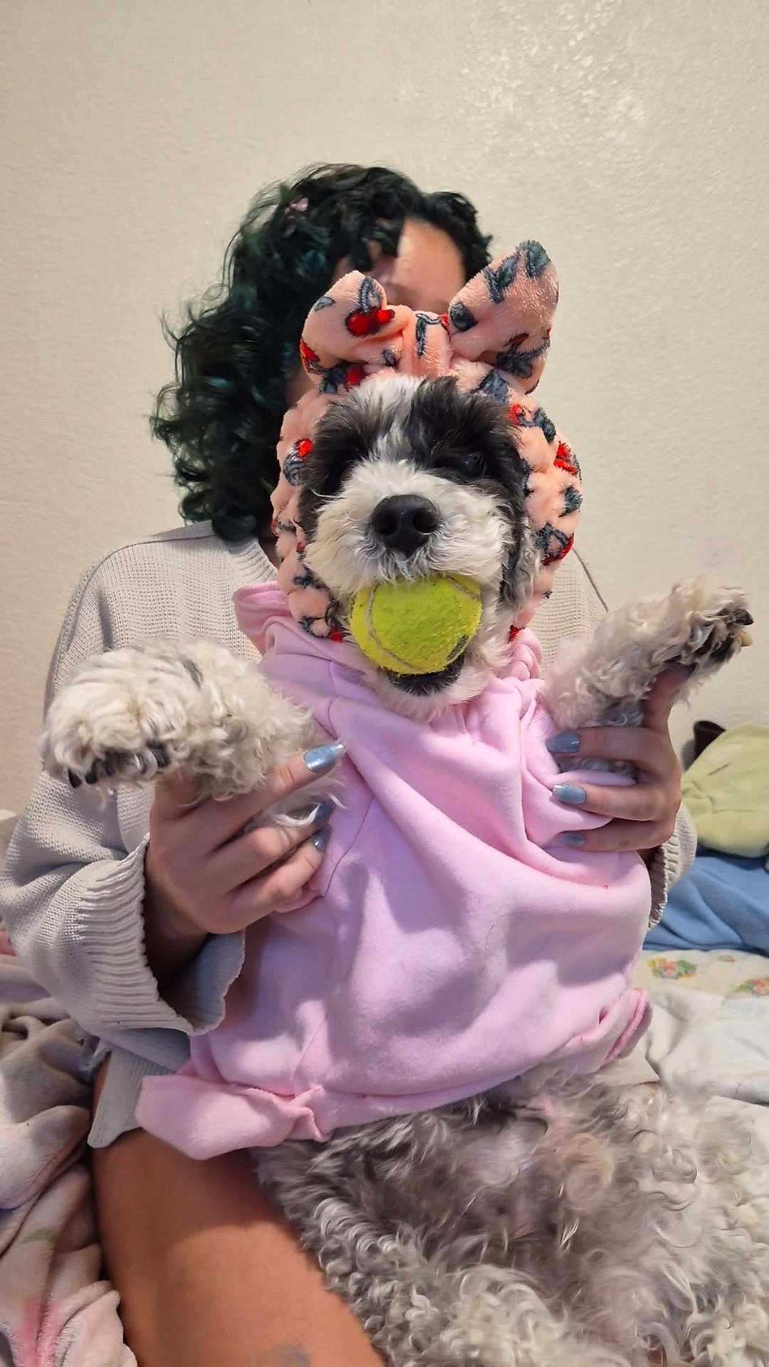 Fluffie joined the competition — help win amazing prizes! dog, pet, tennis_ball, pink_hoodie, bow_headband, curly_fur, person, hands, nails, indoor, blanket, bed, playful, cute, animal, fur, smiling, toy, cozy, owner