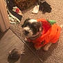 Fluffie is registered to the contest to win money with this photo: dog, costume, pumpkin, carpet, toy, stuffed_animal, bedspread, clothing, indoor, pet, cute, small_dog, black_and_white, floor, home, animal, halloween, festive, cozy, blurred