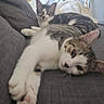 cat, cats, tabby, white_fur, pet, animal, couch, sleeping, lounging, relaxed, cuddling, indoor, home, living_room, staircase, furniture, whiskers, ears, paws, portrait