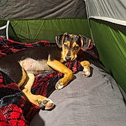 Britches is registered to the contest to win money with this photo: dog, puppy, blanket, plaid, bed, tent, indoor, brown, black, yellow, cozy, resting, canine, pet, fur, cute, animal, sleeping_area, curious, comfort