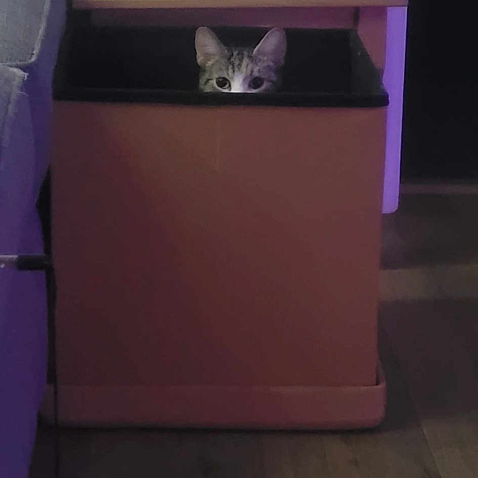 Elmer is registered to the contest to win money with this photo: box, cabinetry, cardboard, carnivore, carton, cat, cat_supply, cupboard, felidae, flooring, hardwood, magenta, purple, rectangle, room, shipping_box, small_to_medium_sized_cats, violet, whiskers, wood