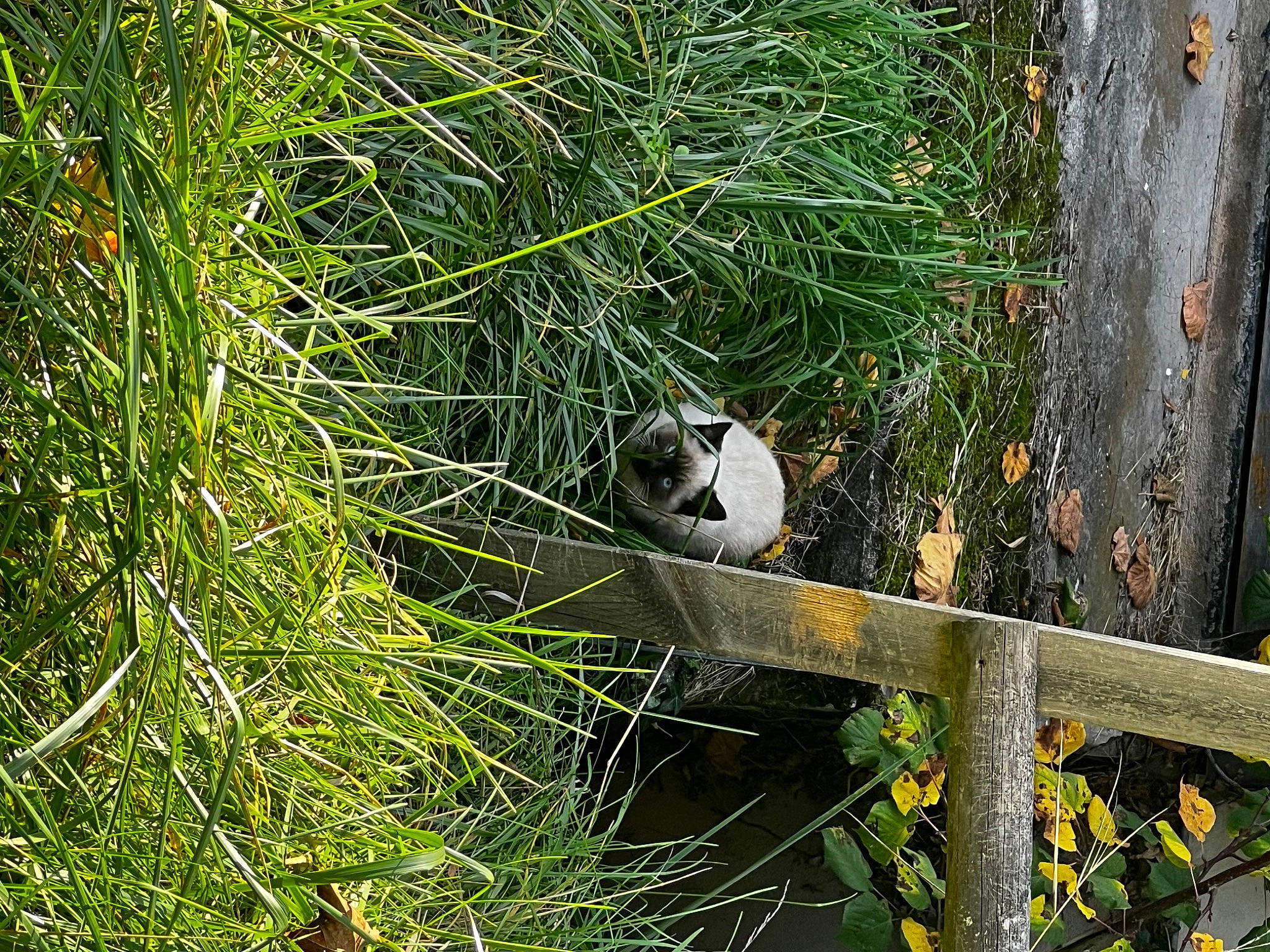Pasa participe au concours pour gagner de l'argent avec cette photo : beak, canidae, carnivore, duck, fence, garden, grass, grass_family, groundcover, herb, landscape, natural_landscape, plant, shrub, tail, tree, twig, wildlife, wood, yard