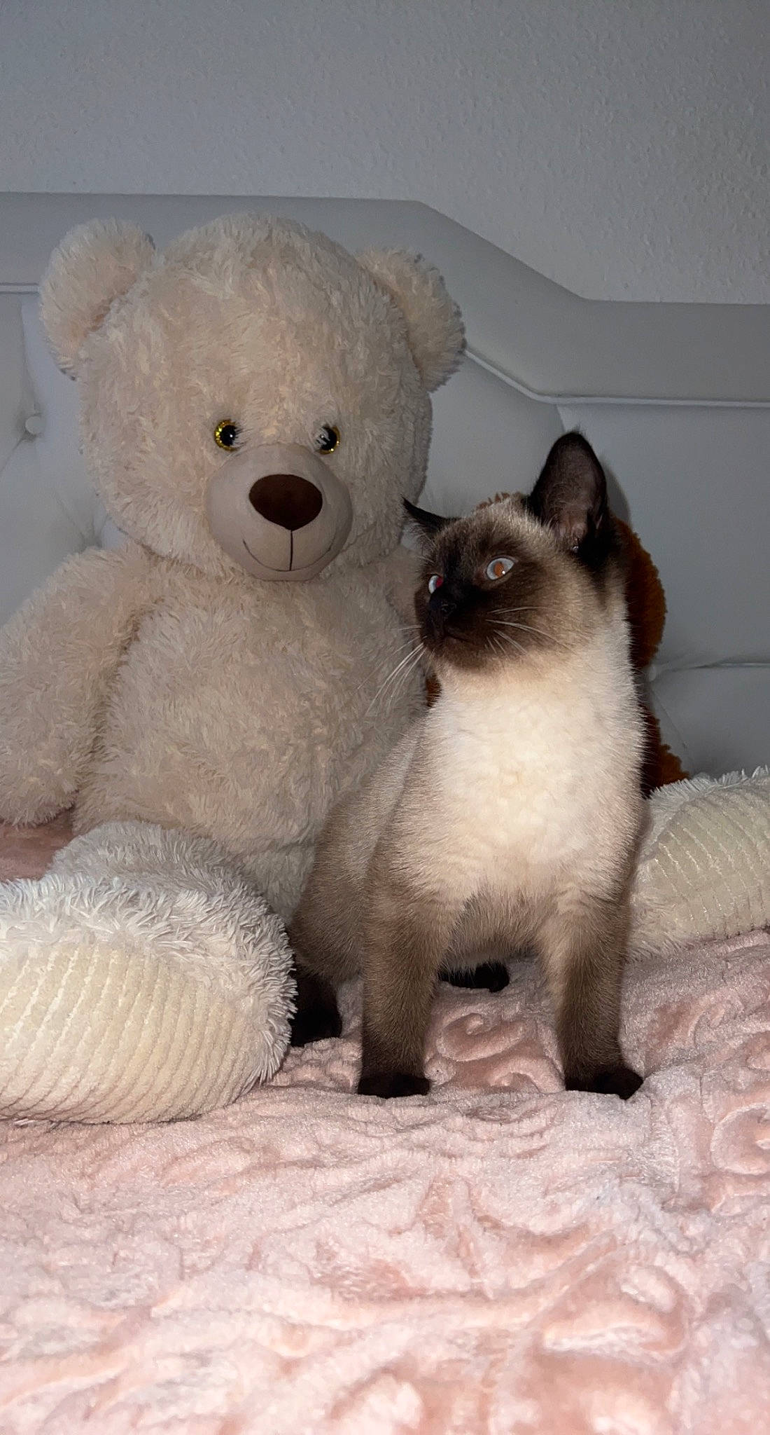 Pasa participe au concours pour gagner de l'argent avec cette photo : balinese, bear, birman, carnivore, cat, companion_dog, fawn, felidae, fur, paw, plush, siamese, snout, stuffed_toy, tail, teddy_bear, terrestrial_animal, thai, toy, whiskers