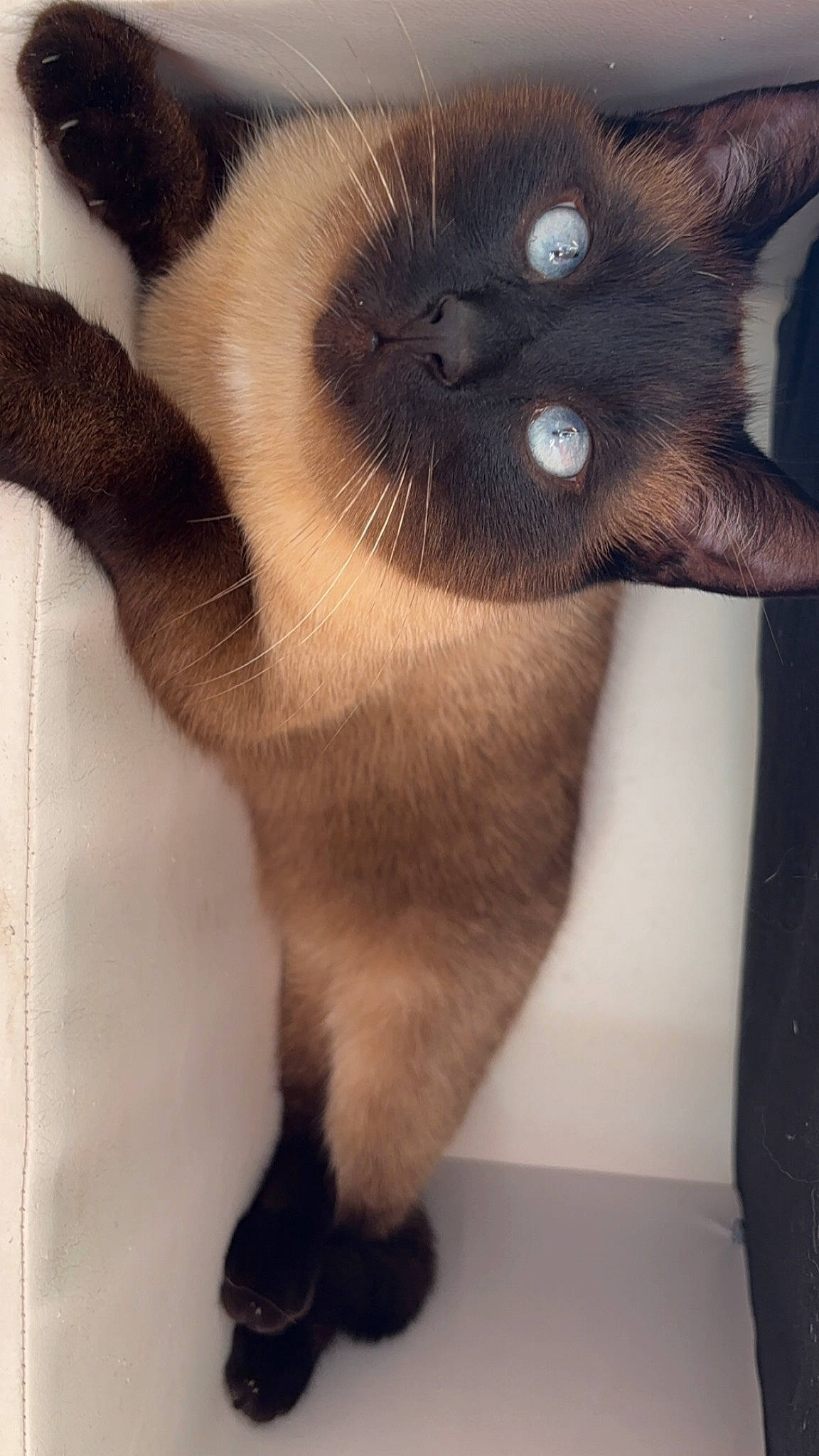 Pasa a rejoint le concours — aidez-le/la à gagner de superbes lots ! balinese, birman, carnivore, cat, claw, domestic_short_haired_cat, fawn, felidae, foot, fur, human_leg, paw, siamese, small_to_medium_sized_cats, snout, tail, terrestrial_animal, thai, toe, whiskers