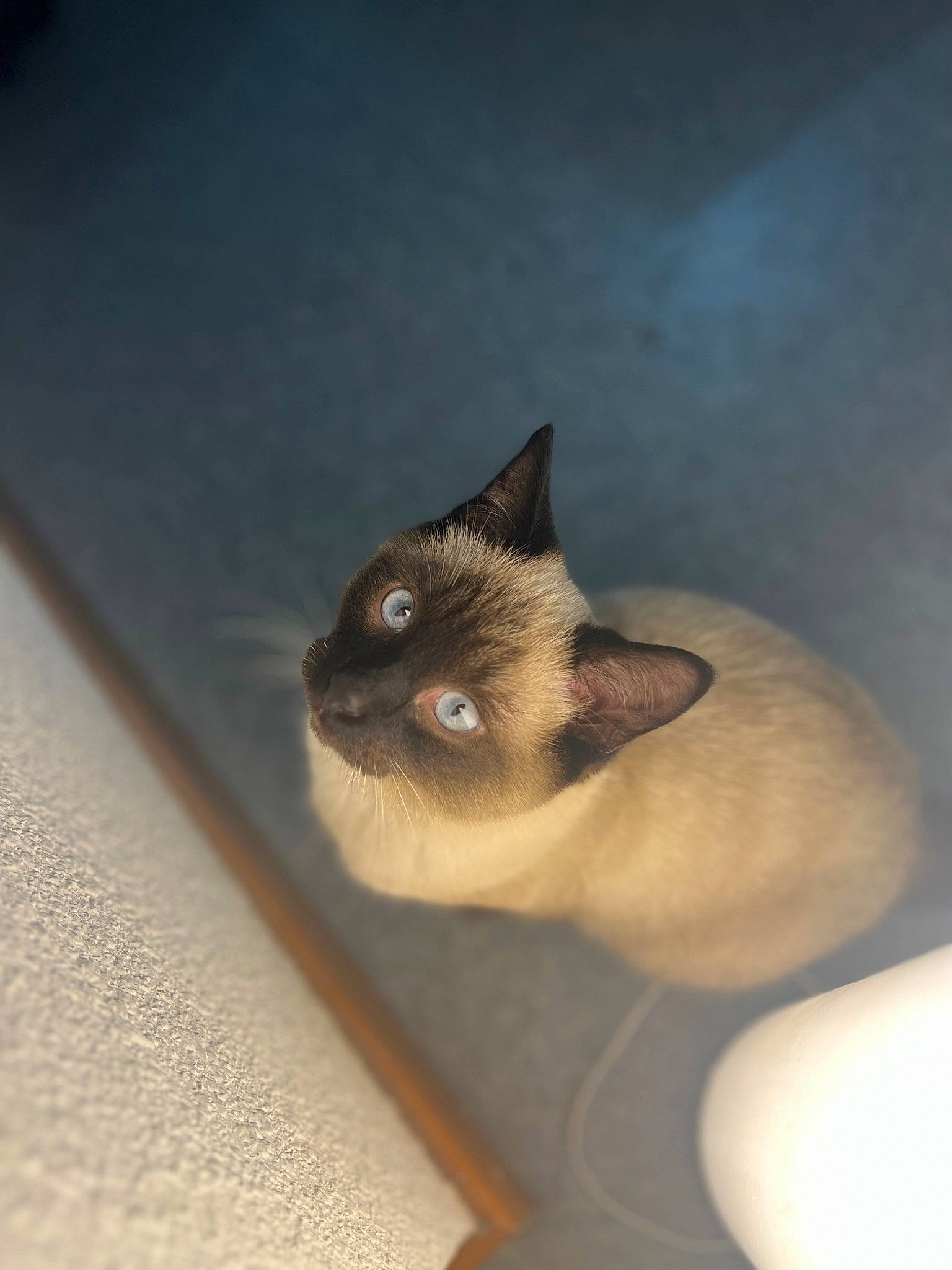 Pasa a rejoint le concours — aidez-le/la à gagner de superbes lots ! balinese, birman, carnivore, cat, domestic_short_haired_cat, fawn, felidae, fur, iris, siamese, small_to_medium_sized_cats, snout, tail, thai, whiskers, wildlife, wood