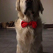 Happy participe au concours pour gagner de l'argent avec cette photo : akbash_dog, carnivoran, companion_dog, dog, dog_breed, dog_breed_group, dog_like_mammal, golden_retriever, great_pyrenees, labrador_retriever, livestock_guardian_dog, polish_tatra_sheepdog, retriever, slovak_cuvac, snout, sporting_group