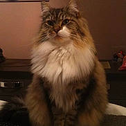 Spirou participe au concours pour gagner de l'argent avec cette photo : asian_semi_longhair, british_semi_longhair, carnivoran, cat, cat_like_mammal, domestic_long_haired_cat, domestic_short_haired_cat, fur, kitten, maine_coon, mammal, norwegian_forest_cat, ragamuffin, ragdoll, siberian, small_to_medium_sized_cats, whiskers