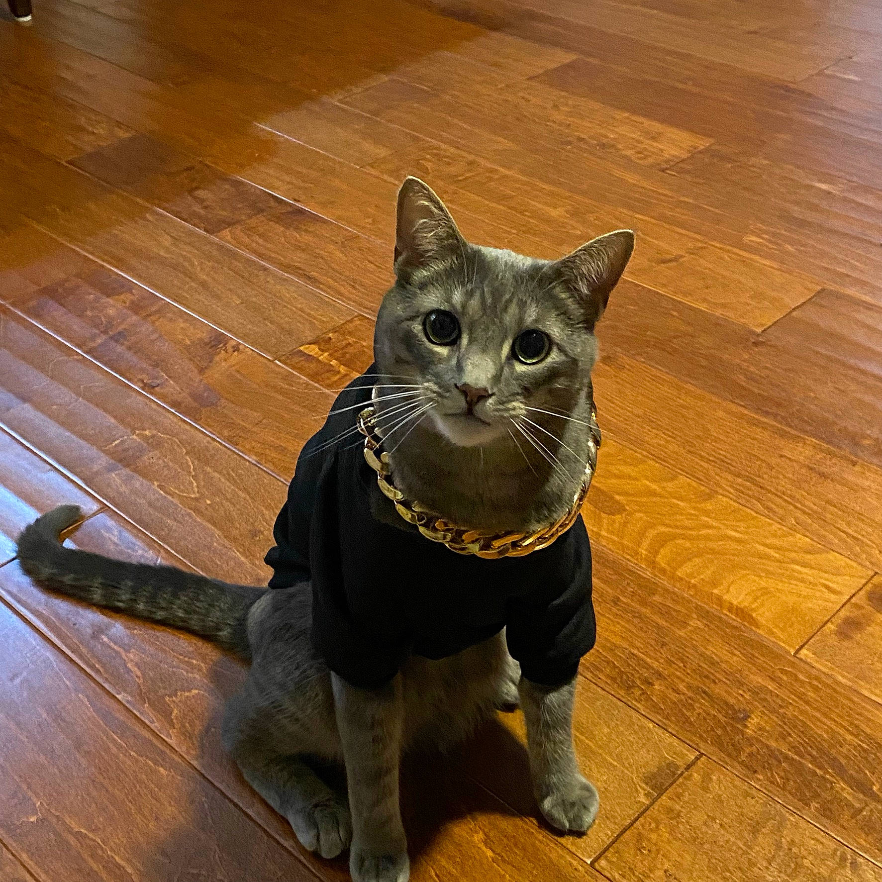 Tobie is registered to the contest to win money with this photo: black_cat, bombay, carnivore, cat, domestic_short_haired_cat, fawn, felidae, floor, flooring, grey, hardwood, plank, small_to_medium_sized_cats, snout, tail, terrestrial_animal, varnish, whiskers, wood, wood_stain