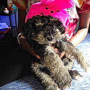 Stormie Blu joined the competition — help win amazing prizes! dog, puppy, pet, curly_fur, pink_hat, plush_hat, person_hands, bed, blanket, tie_dye_shirt, indoors, cute, close_up, portrait, black_and_tan, white_paws, sitting, accessory, soft_texture, shiny_nose