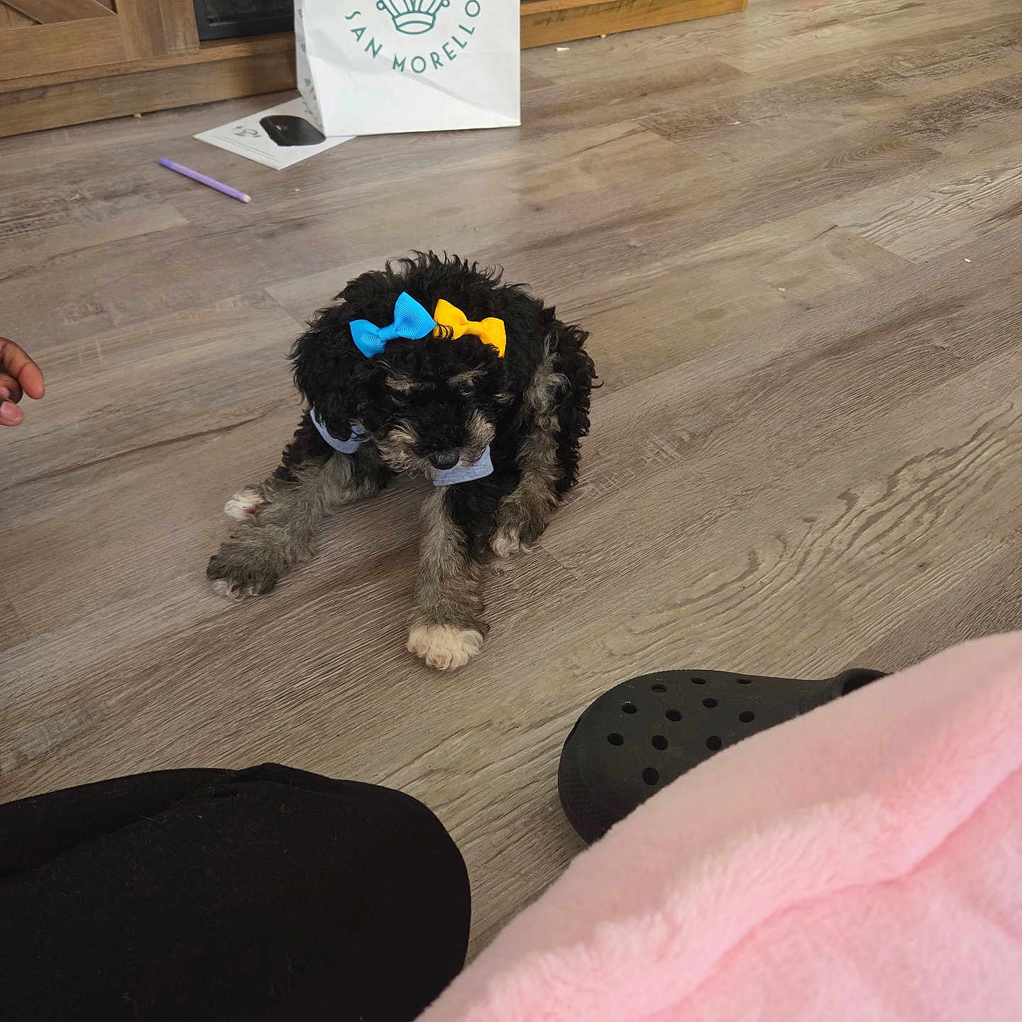 Stormie Blu joined the competition — help win amazing prizes! black_and_tan, blue_bow, bows, cabinet, clog_shoe, cute, dog, fur, hand, hardwood_floor, indoor, living_room, paper_bag, pen, pink_blanket, puppy, sitting, small_dog, toy, yellow_bow