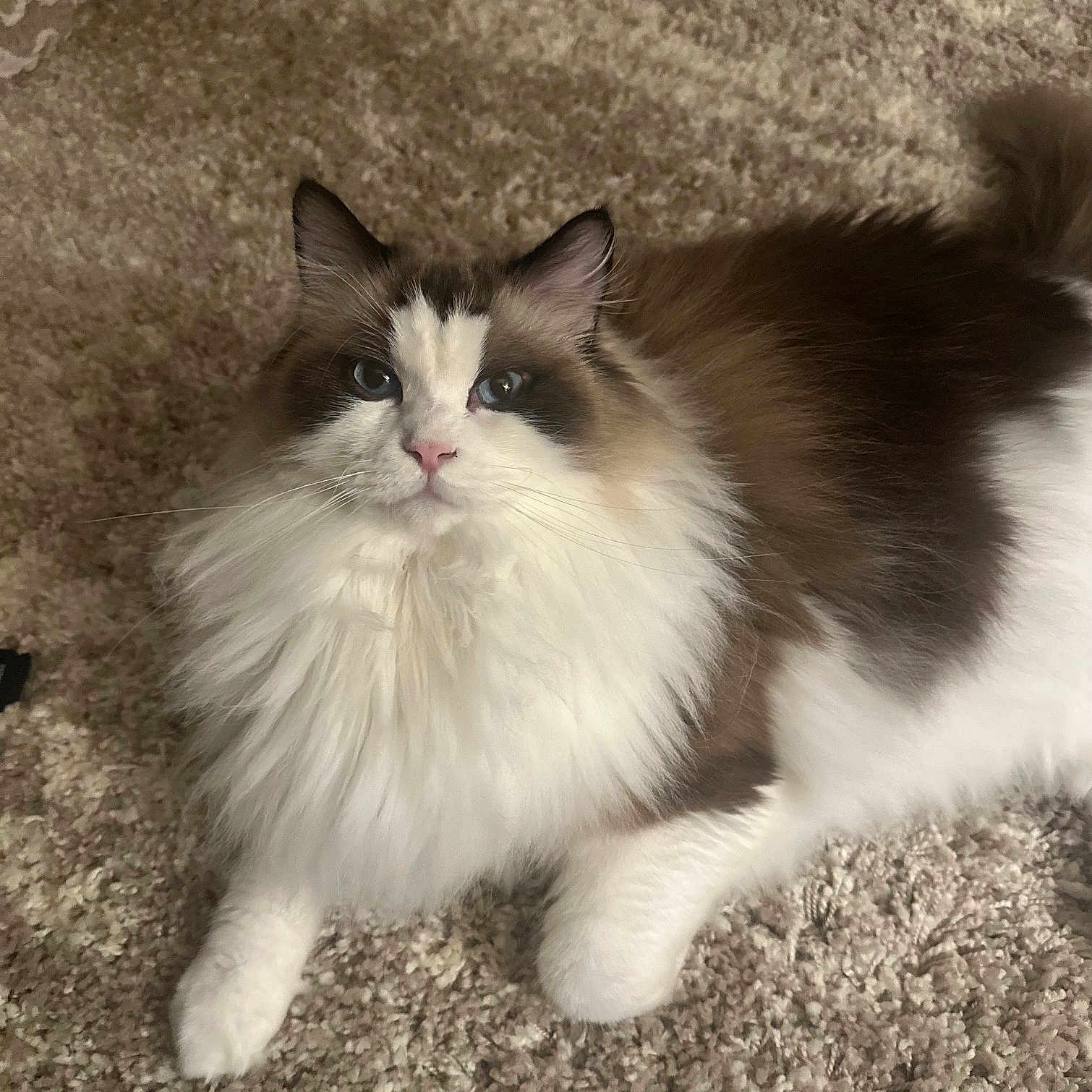 Angel is registered to the contest to win money with this photo: abyssinian, angora, animal, bodypart, cat, hardwood, kitten, manx, mouth, person, pet, siamese, sleeping, snout, white, wood