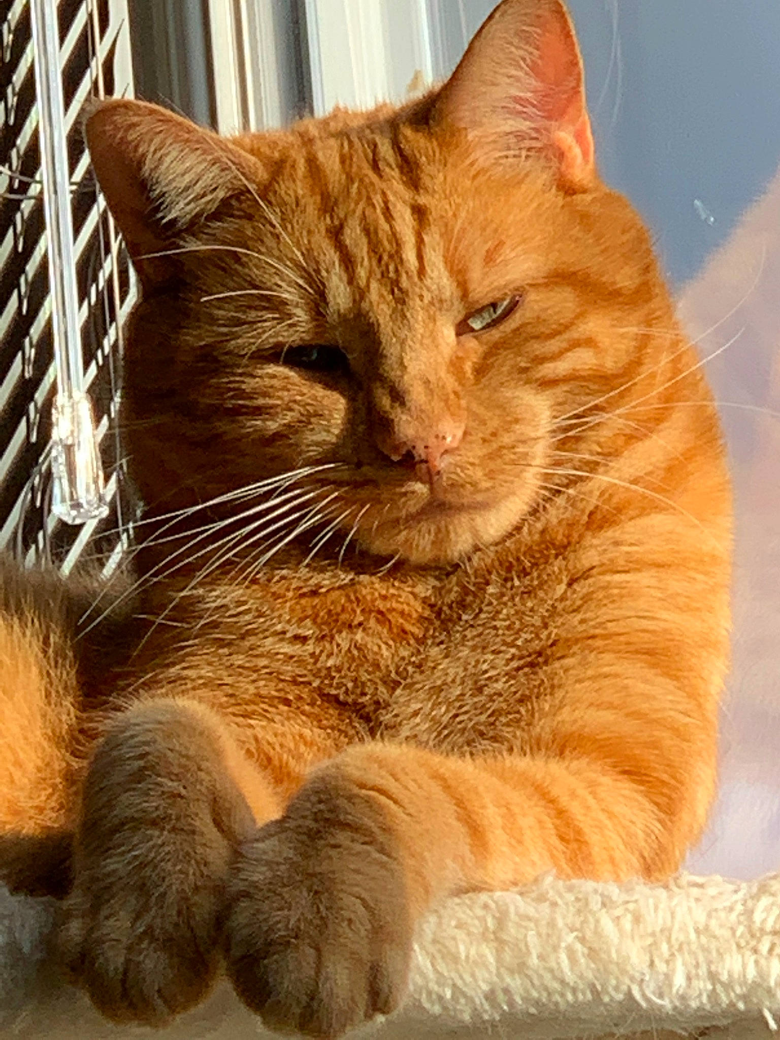 Taz participe au concours pour gagner de l'argent avec cette photo : aegean_cat, asian, carnivore, cat, domestic_short_haired_cat, european_shorthair, fawn, felidae, fur, kitten, mammal, nose, ojos_azules, organism, paw, small_to_medium_sized_cats, snout, somali, tabby_cat, whiskers