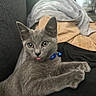 cat, kitten, gray_fur, blue_collar, tongue_out, pet, indoor, cozy, soft_texture, furniture, blanket, relaxed, cute, animal, young, domestic, paw, face, whiskers, ears