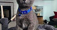 Putin is registered to the contest to win money with this photo: animal, bell, blue_collar, cat, cat_tree, cute, ears, eyes, furniture, gray_fur, home, indoor, kitten, living_room, pet, plush, sitting, soft, television, whiskers