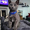 Putin is registered to the contest to win money with this photo: cat, kitten, gray_fur, blue_collar, bell, cat_tree, plush, indoor, living_room, furniture, television, sitting, pet, cute, animal, eyes, ears, whiskers, soft, home