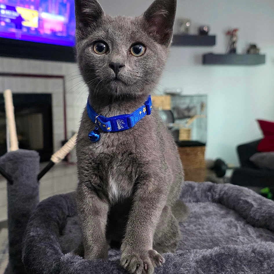 Putin is registered to the contest to win money with this photo: cat, kitten, gray_fur, blue_collar, bell, cat_tree, plush, indoor, living_room, furniture, television, sitting, pet, cute, animal, eyes, ears, whiskers, soft, home