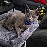 kitten, cat, grey_cat, blue_collar, cat_perch, plush, living_room, sofa, cushion, person, relaxing, indoor, curious, pet, furniture, home, cozy, window, daylight, animal