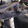 Putin joined the competition — help win amazing prizes! cat, gray_cat, blue_collar, cat_tree, indoor, furniture, living_room, plush, pet, animal, relaxing, curious, cozy, shelf, decor, couch, houseplant, home, resting, domestic_cat