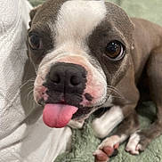 Zelda is registered to the contest to win money with this photo: dog, puppy, tongue_out, close_up, brown_eyes, white_markings, cute, pet, animal, lying_down, blanket, cushion, indoor, playful, fur, snout, paw, whiskers, nose, expression