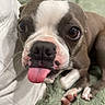 dog, puppy, tongue_out, close_up, brown_eyes, white_markings, cute, pet, animal, lying_down, blanket, cushion, indoor, playful, fur, snout, paw, whiskers, nose, expression