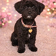 Pepper joined the competition — help win amazing prizes! dog, puppy, black_dog, heart_tag, collar, portrait, bokeh, sparkling_lights, carpet, sitting, cute, pet, animal, fluffy, big_eyes, studio, foreground, adorable, groomed, indoor