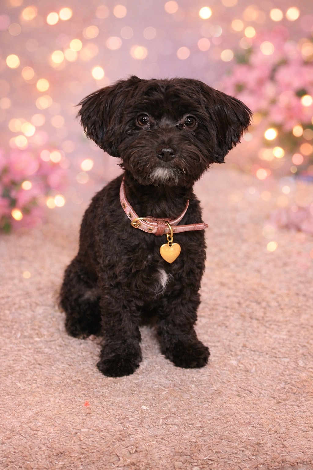 Pepper joined the competition — help win amazing prizes! dog, puppy, black_dog, heart_tag, collar, portrait, bokeh, sparkling_lights, carpet, sitting, cute, pet, animal, fluffy, big_eyes, studio, foreground, adorable, groomed, indoor