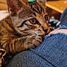Seïya a rejoint le concours — aidez-le/la à gagner de superbes lots ! animal, blurred_background, cat, closeup, clothing, curious, cute, denim, fur, furniture, indoor, jeans, kitten, paws, person, pet, resting, tabby, whiskers, young