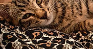 Seïya participe au concours pour gagner de l'argent avec cette photo : animal, blanket, close_up, cozy, cute, eyes, feline, fur, indoor, kitten, leopard_print, pattern, pet, relaxed, resting, sleepy, soft, tabby_cat, tattoo, whiskers