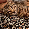 animal, blanket, close_up, cozy, cute, eyes, feline, fur, indoor, kitten, leopard_print, pattern, pet, relaxed, resting, sleepy, soft, tabby_cat, tattoo, whiskers
