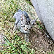 Seïya participe au concours pour gagner de l'argent avec cette photo : animal, cat, curious, cute, ears, eyes, fur, grass, ground, kitten, mammal, nature, outdoor, pet, playful, resting, small, tabby, whiskers, young