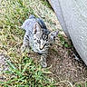 animal, cat, curious, cute, ears, eyes, fur, grass, ground, kitten, mammal, nature, outdoor, pet, playful, resting, small, tabby, whiskers, young