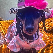 Luna joined the competition — help win amazing prizes! dog, dachshund, pet, hat, flower, dress, indoor, blanket, golden, pink, accessory, cute, animal, portrait, fashion, small_dog, costume, seated, cozy, warm_lighting