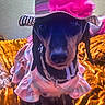 dog, dachshund, pet, hat, flower, dress, indoor, blanket, golden, pink, accessory, cute, animal, portrait, fashion, small_dog, costume, seated, cozy, warm_lighting