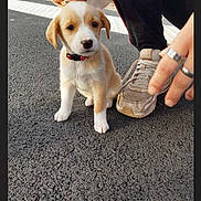 Tokyo a rejoint le concours — aidez-le/la à gagner de superbes lots ! accessories, animal, baby, bodypart, canine, clothing, dog, electronics, finger, footwear, hand, hound, jewelry, person, pet, phone, puppy, ring, shoe, strap