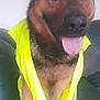 dog, german_shepherd, yellow_vest, pet, animal, tongue_out, indoor, couch, sitting, fur, ears, collar, reflective_stripes, brown, black, happy, domestic_animal, canine, portrait, house