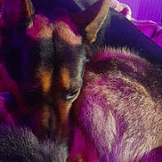 Taiko a rejoint le concours — aidez-le/la à gagner de superbes lots ! dog, animal, pet, fur, indoors, blanket, purple_light, cozy, sleeping, resting, canine, ears, closeup, soft_light, home, comfort, mammal, domestic_animal, relaxation, fur_texture