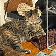 Star is registered to the contest to win money with this photo: cat, tabby, sleeping, shoes, shoe_shelf, wooden_floor, household, cozy, indoor, pet, relaxed, feline, fur, tabby_cat, resting, clutter, paw, whiskers, closed_eyes, domestic_cat