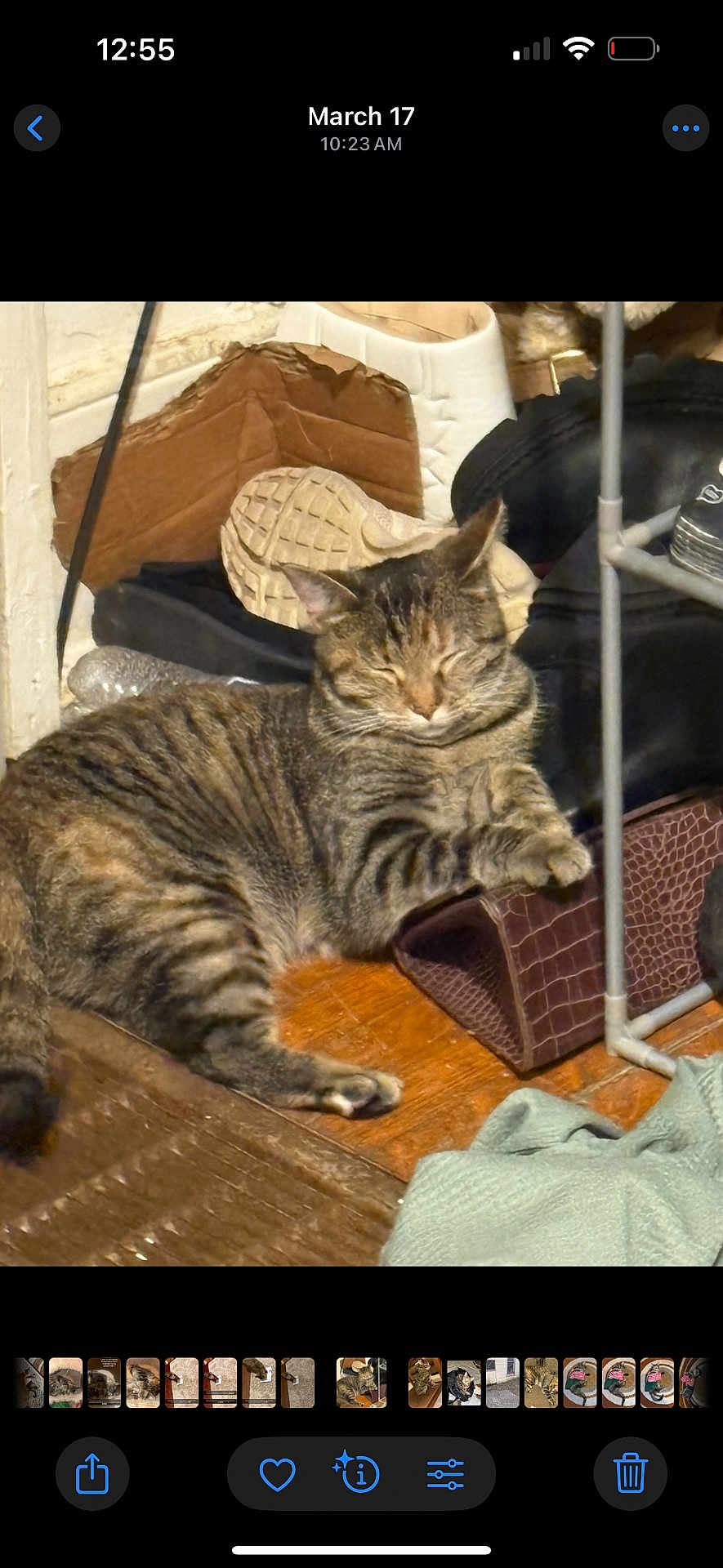 Star is registered to the contest to win money with this photo: cat, tabby, sleeping, shoes, shoe_shelf, wooden_floor, household, cozy, indoor, pet, relaxed, feline, fur, tabby_cat, resting, clutter, paw, whiskers, closed_eyes, domestic_cat