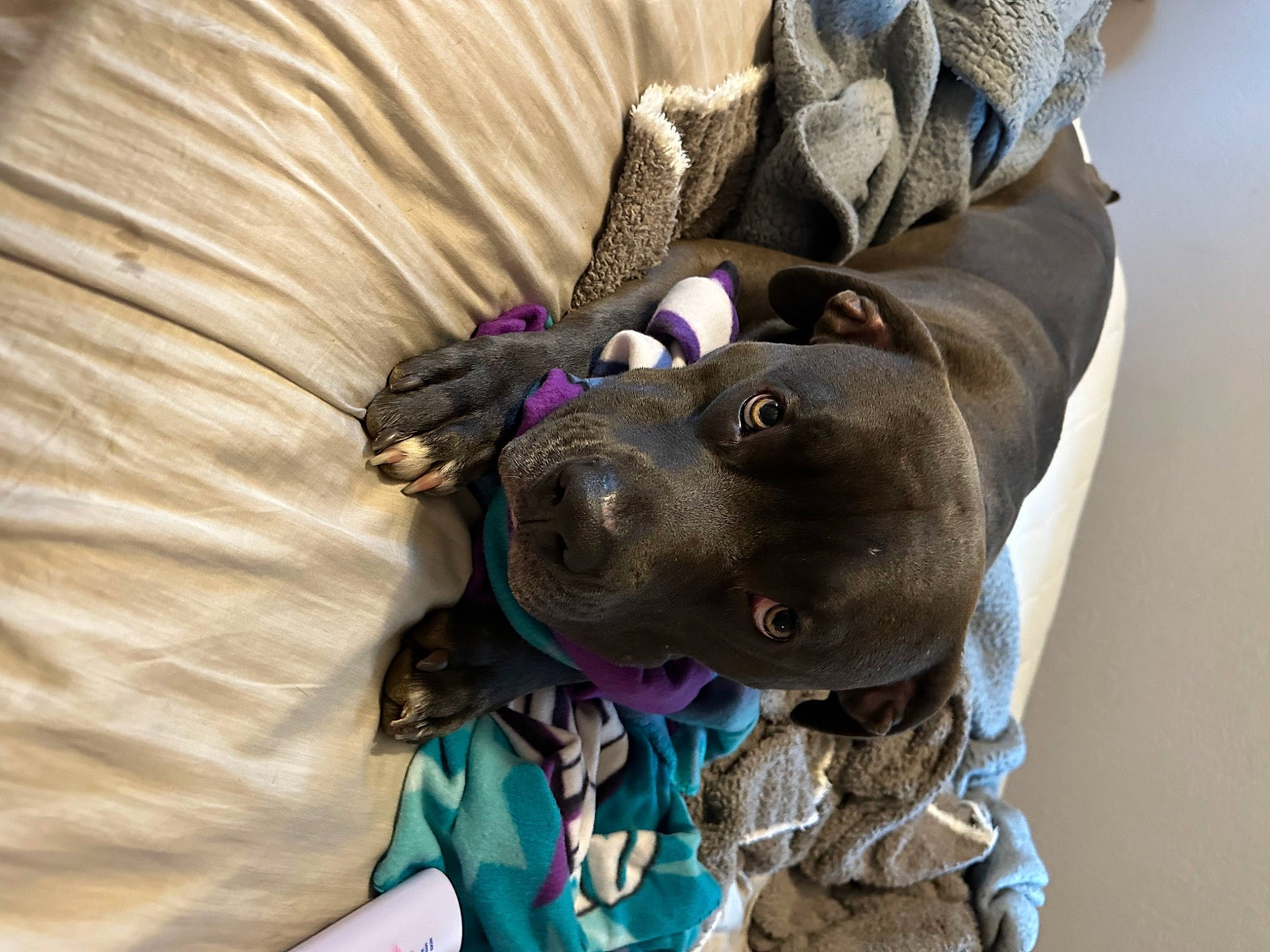 Donovan is registered to the contest to win money with this photo: canidae, carnivore, collar, comfort, companion_dog, dog, dog_breed, dog_collar, dog_supply, fashion_accessory, fawn, fur, guard_dog, leash, personal_protective_equipment, pet_supply, purple, snout, sporting_group, working_animal