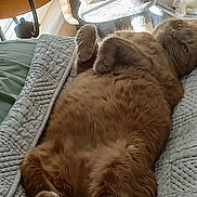 Prince George is registered to the contest to win money with this photo: cat, ginger_cat, white_cat, pet, indoor, cat_tree, blanket, relaxed, sunlight, window, furniture, fluffy, resting, animal, cute, cozy, multiple_cats, home, domestic, lazy