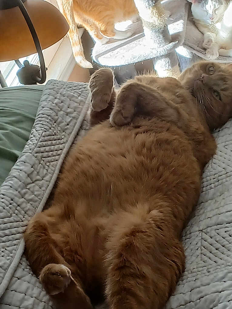 Prince George is registered to the contest to win money with this photo: cat, ginger_cat, white_cat, pet, indoor, cat_tree, blanket, relaxed, sunlight, window, furniture, fluffy, resting, animal, cute, cozy, multiple_cats, home, domestic, lazy