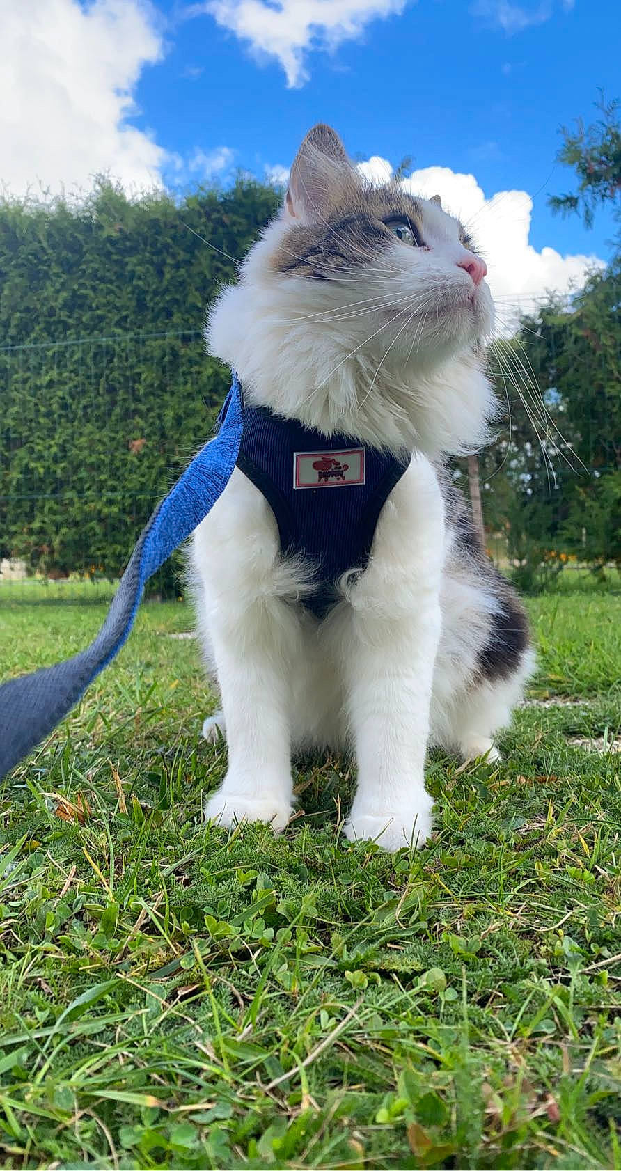 Gandja participe au concours pour gagner de l'argent avec cette photo : accessories, animal, cat, field, formalwear, grass, grassland, green, harness, kitten, lawn, leash, nature, outdoors, pet, plant, strap, tie, tree, vegetation