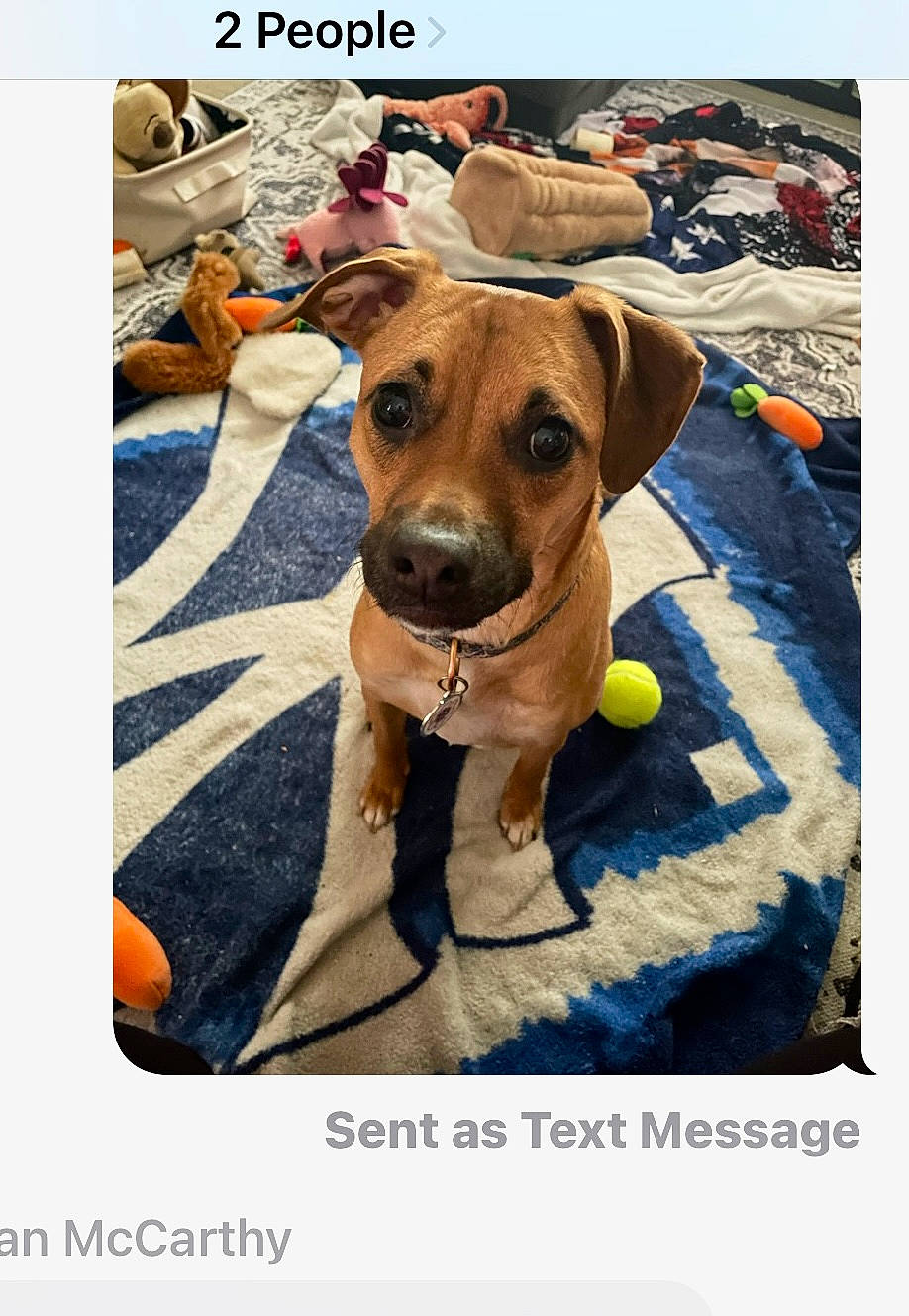 Angel joined the competition — help win amazing prizes! carnivore, collar, companion_dog, dog, dog_breed, dog_collar, dog_supply, fawn, hat, linens, liver, pet_supply, photo_caption, rectangle, sun_hat, working_animal