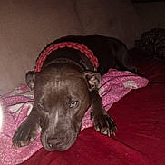 Kilo is registered to the contest to win money with this photo: dog, pitbull, blanket, couch, indoor, pet, sleeping, collar, pink_blanket, red_bedding, paw, nails, close_up, portrait, animal, domestic_dog, living_room, resting, sad_eyes, furniture