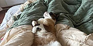 Stella participe au concours pour gagner de l'argent avec cette photo : cat, bed, blanket, sleeping, relaxed, indoor, fur, paws, tail, cozy, resting, pet, animal, comfortable, feline, cute, domestic, soft, warm, home
