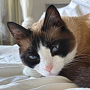 Stella a rejoint le concours — aidez-le/la à gagner de superbes lots ! cat, siamese_cat, blue_eyes, close_up, pet, fur, whiskers, relaxed, bed, white_bedspread, indoor, animal, sleepy, cute, face, ears, pink_nose, resting, domestic_cat, feline