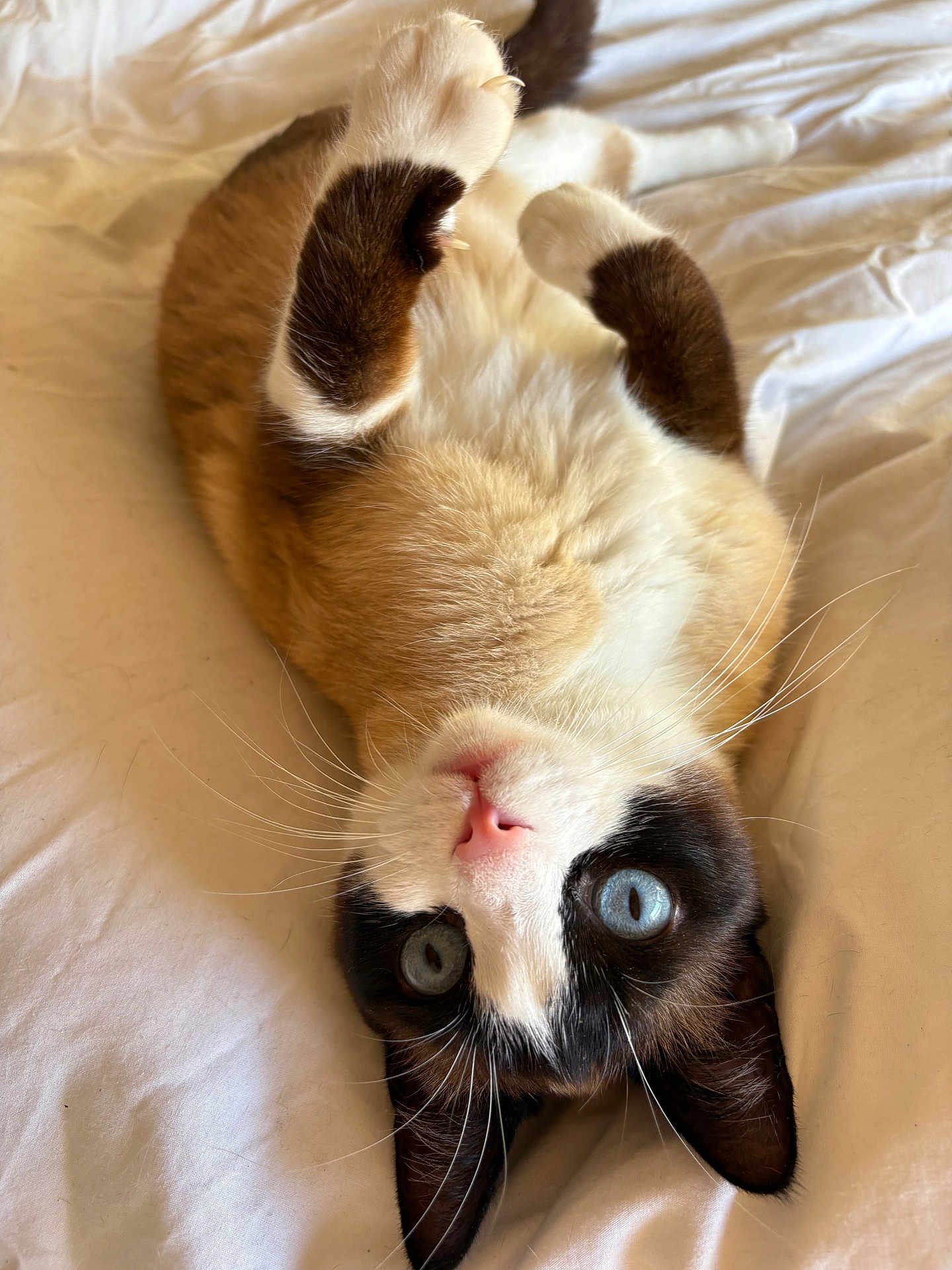 Stella