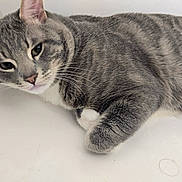 Shelby joined the competition — help win amazing prizes! cat, grey_tabby, tabby, whiskers, paw, fur, lying_down, indoor, white_background, close_up, relaxed, pet, feline, ears, green_eyes, nose, portrait, mammal, sleepy, domestic_cat