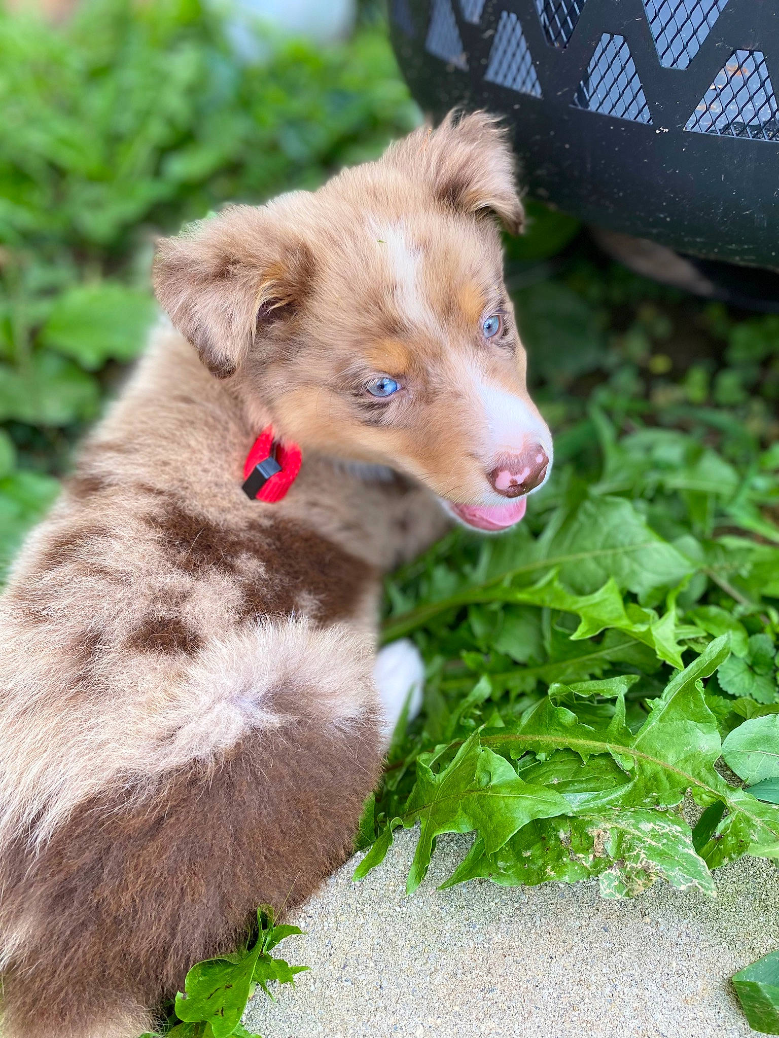 Gilbert is registered to the contest to win money with this photo: canidae, carnivore, collar, companion_dog, dog, dog_breed, dog_collar, fawn, fur, grass, groundcover, leash, liver, pet_supply, plant, snout, sporting_group, terrestrial_animal, whiskers, working_animal