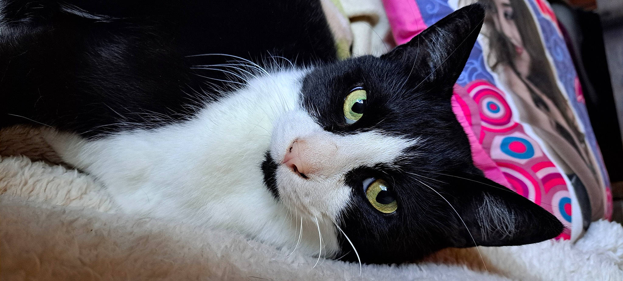 Felix a rejoint le concours — aidez-le/la à gagner de superbes lots ! carnivore, cat, comfort, domestic_short_haired_cat, felidae, fur, small_to_medium_sized_cats, snout, whiskers